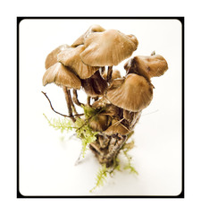 Psilocybe zapotecorum