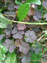 Oxalis stricta rufa