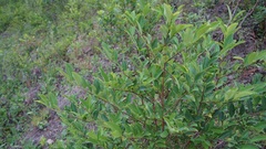 Erythroxylum coca