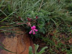 Pelargonium reniforme