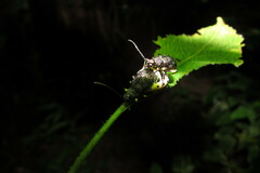 Pseudadimonia