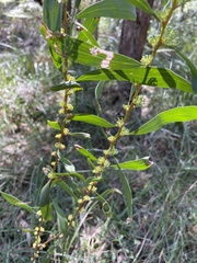 Hakea florulenta