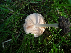 Pluteus hispidulus