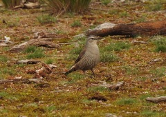 Climacteris picumnus