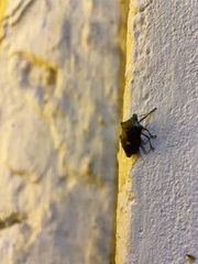 Pinthaeus sanguinipes