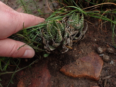 Asphodeloideae