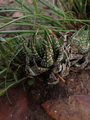 Asphodeloideae