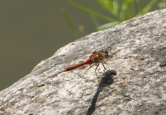 Sympetrum vulgatum