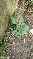 Amaranthus retroflexus