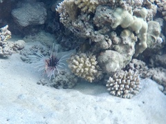 Pterois cincta