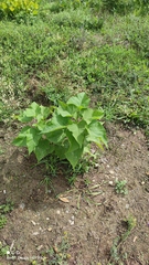 Catalpa bignonioides