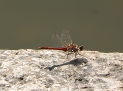 Sympetrum vulgatum