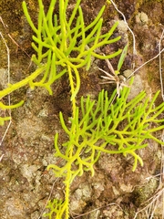 Lycopodiaceae