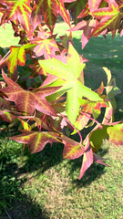 Liquidambar styraciflua