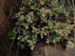 Delosperma algoense