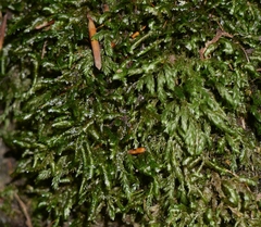 Homalia trichomanoides