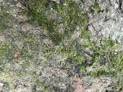 Plagiomnium rostratum