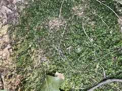 Plagiomnium rostratum