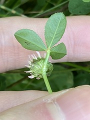 Trifolium glomeratum