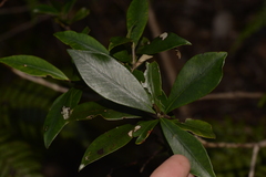 Tristaniopsis collina