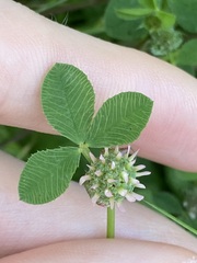 Trifolium glomeratum