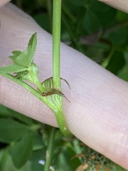 Trifolium glomeratum