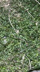 Plagiomnium rostratum