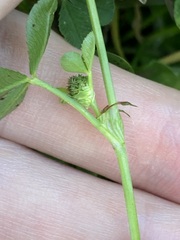 Trifolium glomeratum