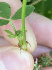 Trifolium glomeratum