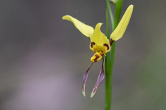 Diuris sulphurea