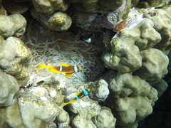 Amphiprion bicinctus