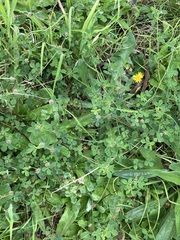 Trifolium glomeratum