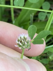 Trifolium glomeratum
