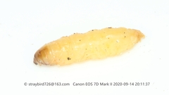 Acanthopsyche nigraplaga