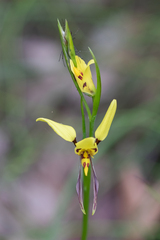 Diuris sulphurea