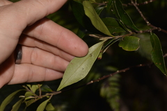 Tristaniopsis collina