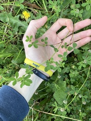 Trifolium glomeratum