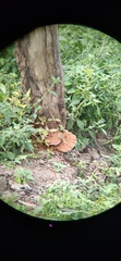 Ganoderma applanatum