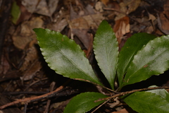 Anopterus macleayanus