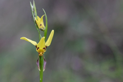 Diuris sulphurea