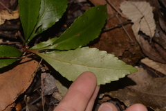 Anopterus macleayanus