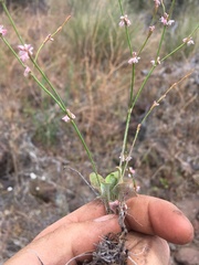 Eriogonum vimineum