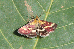 Pyrausta ostrinalis