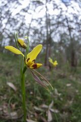 Diuris sulphurea