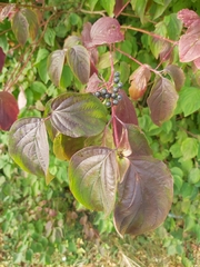 Cornus sanguinea