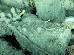 Corythoichthys flavofasciatus