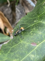 Polyrhachis ammon