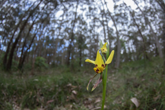 Diuris sulphurea