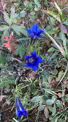 Gentiana