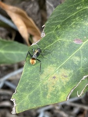 Polyrhachis ammon